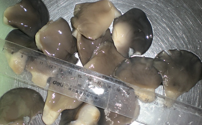 河北供应平菇2-4cm