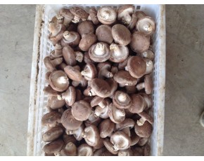 河北平泉香菇168   808大量 供应