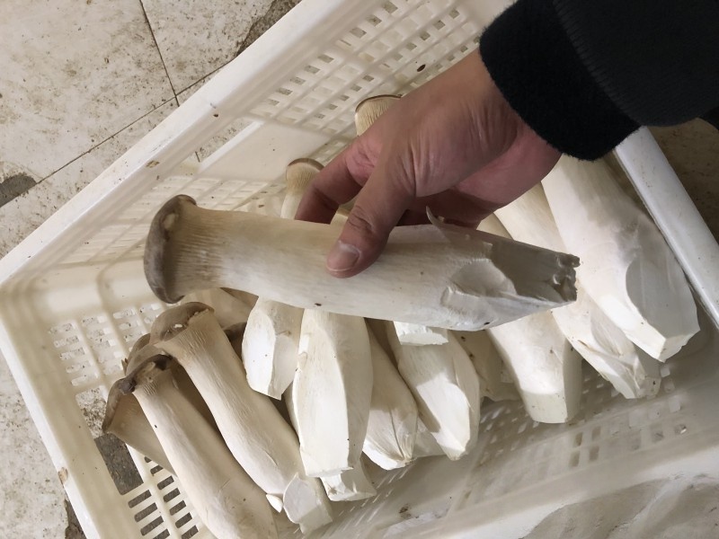 出售杏鲍菇鲜品