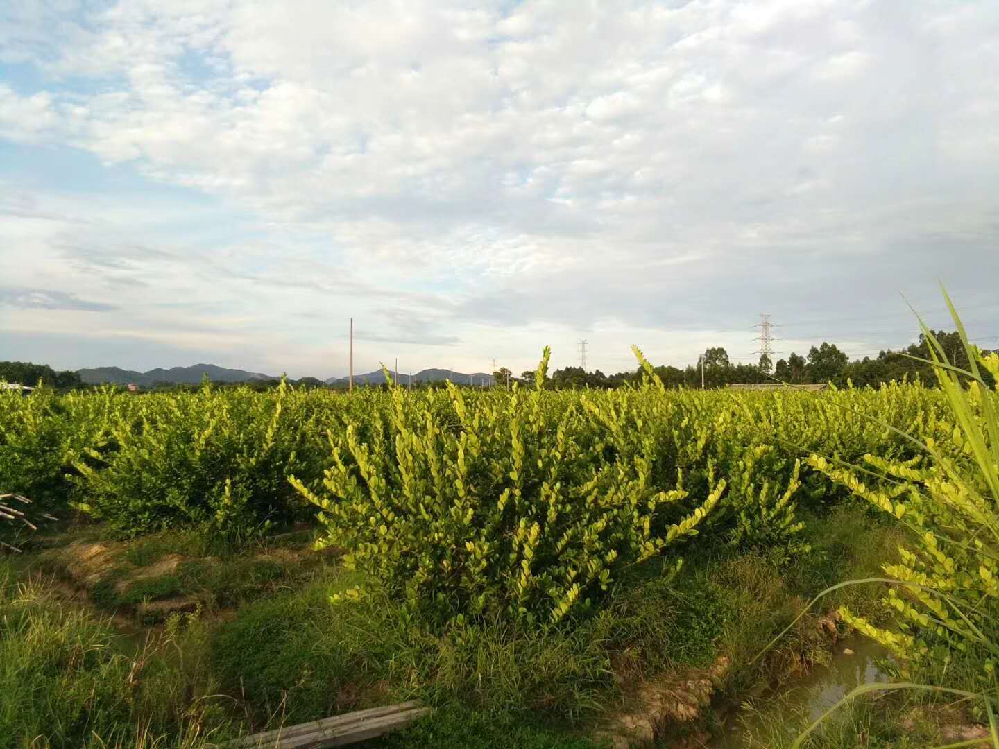 无籽香水柠檬