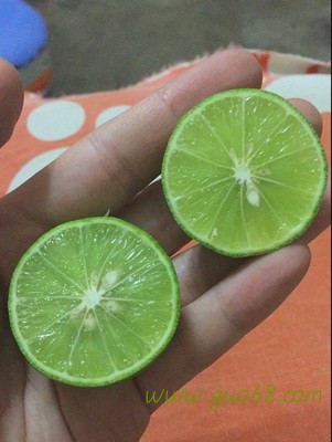 泰国青柠檬