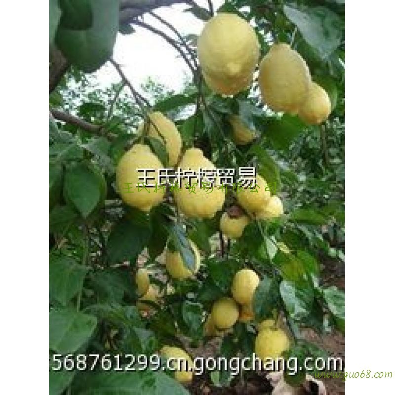 柠檬鲜果，柠檬片