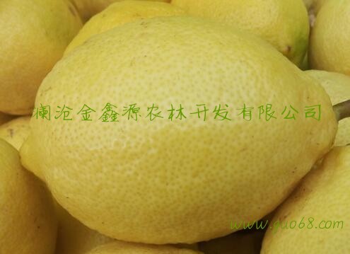 云南普洱有机黄柠檬尤力克柠檬
