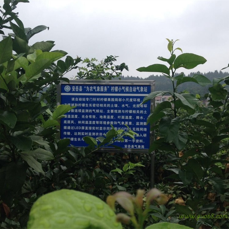 安岳柠檬农家新鲜现摘