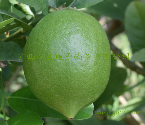 广西香水柠檬