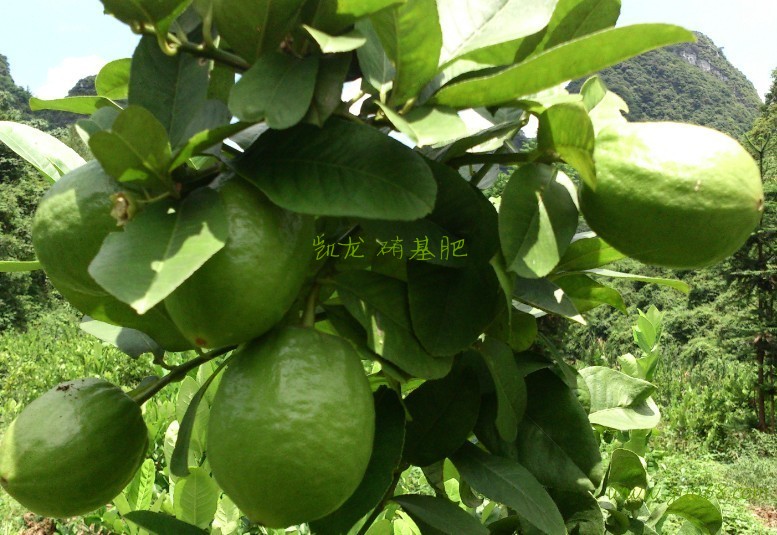 四季无核香水柠檬果园直供