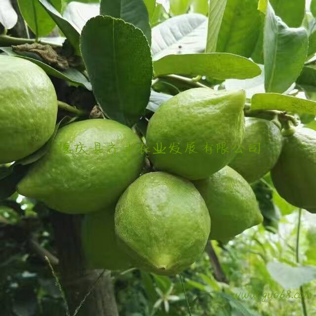 广东柠檬批发四季香水柠檬无籽青柠檬黄柠檬大量上市