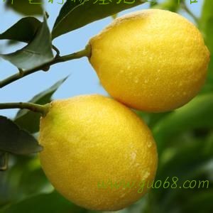 柠檬批发销售