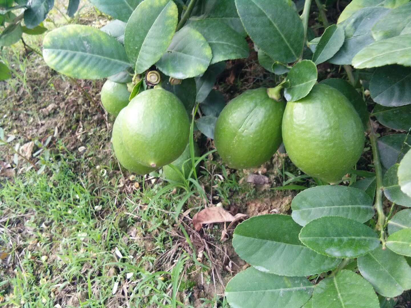 香水柠檬