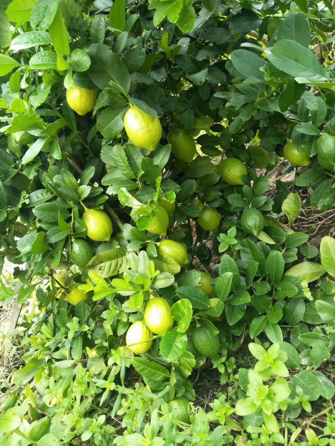 无籽香水柠檬