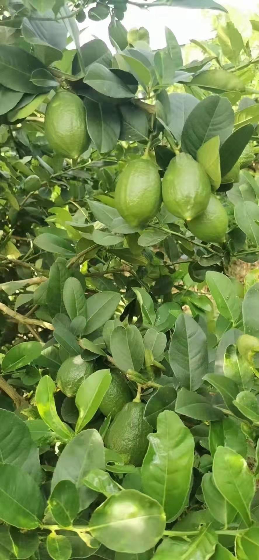 广东香水柠檬一级果无籽！！