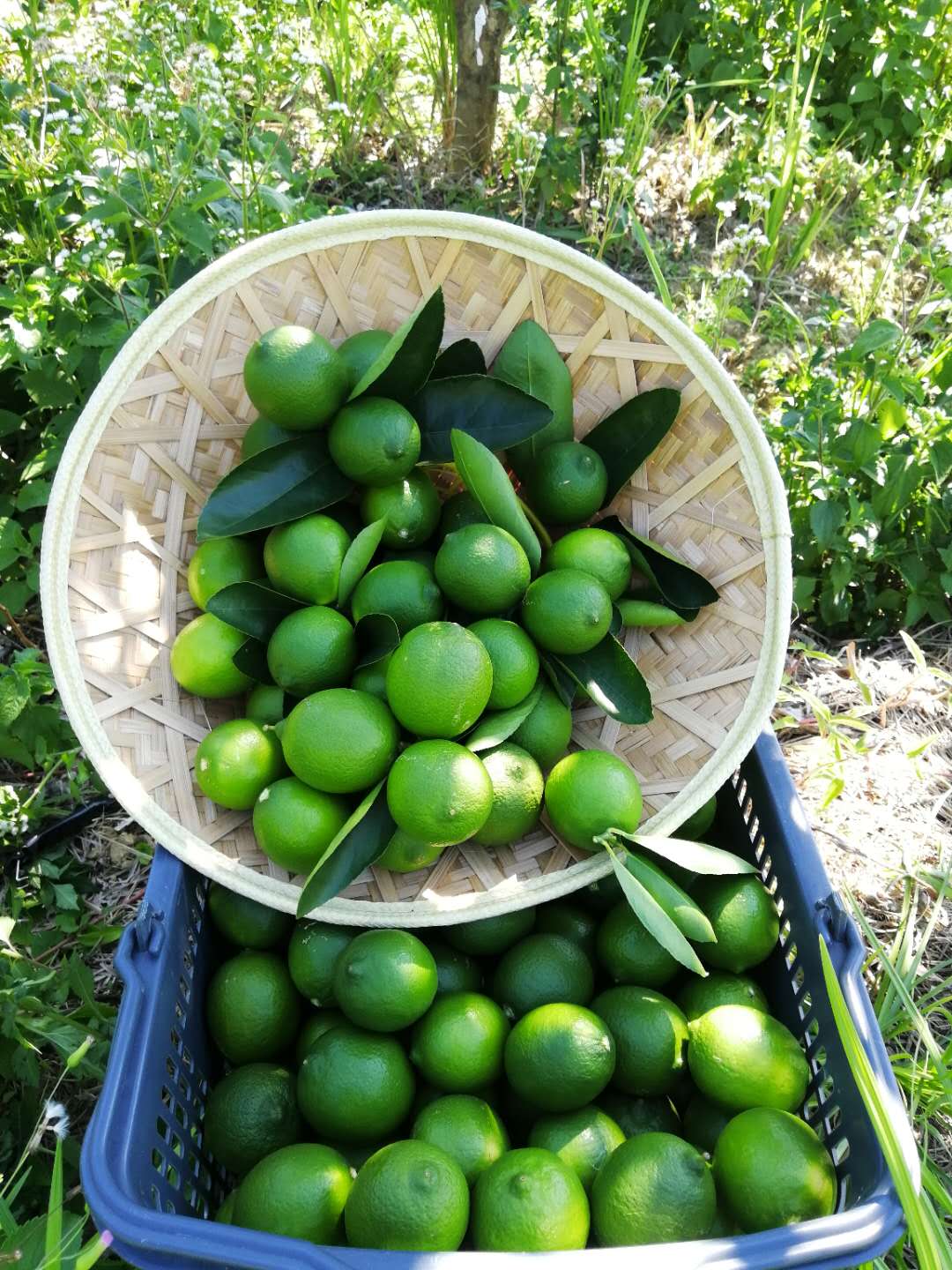 **** 无籽青柠檬