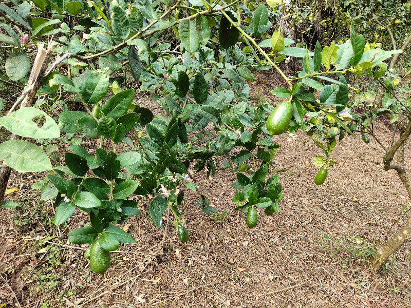 香水柠檬，百香果