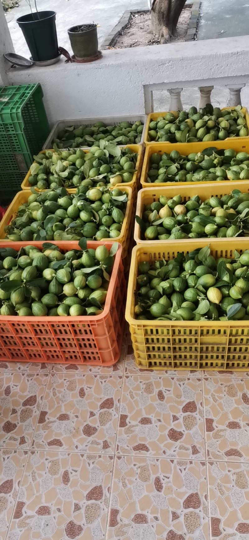 广东江门香水柠檬