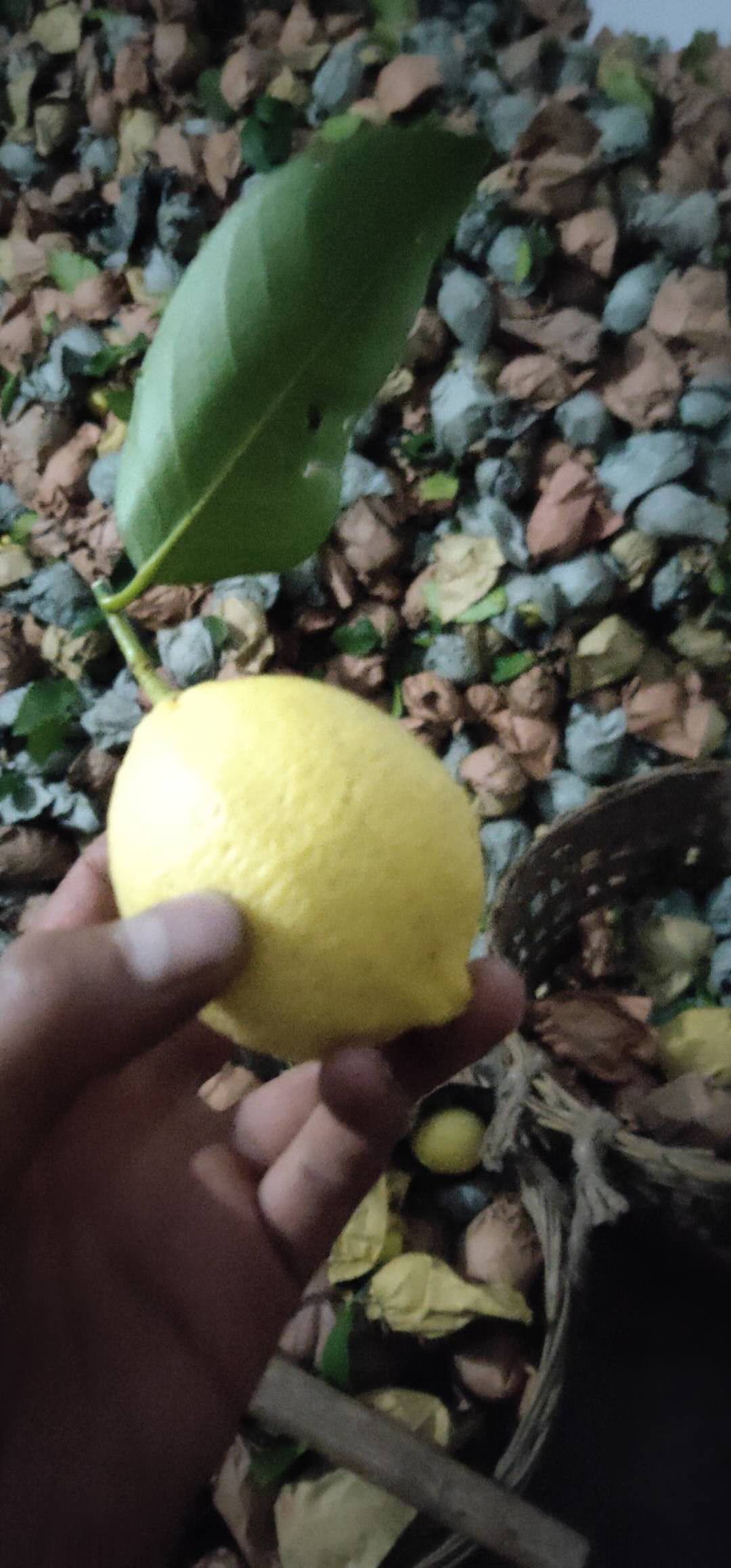 柠檬