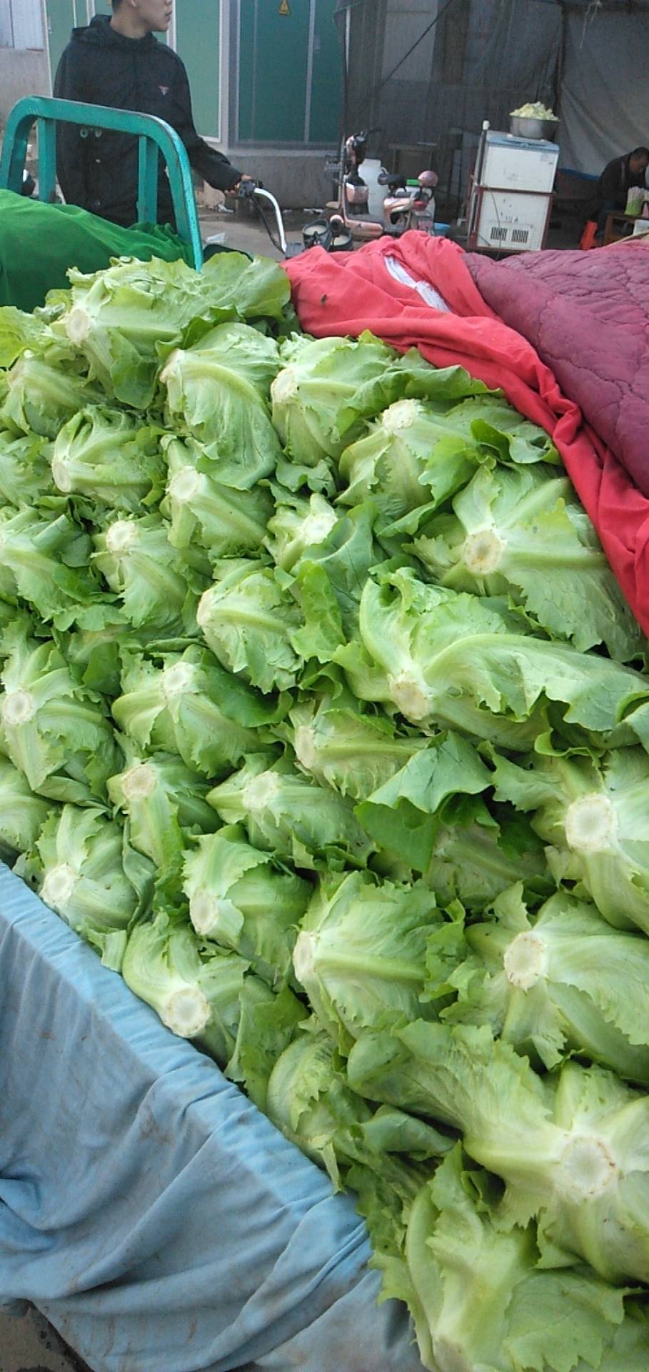 生菜大量供应中，质量很好，品质保证