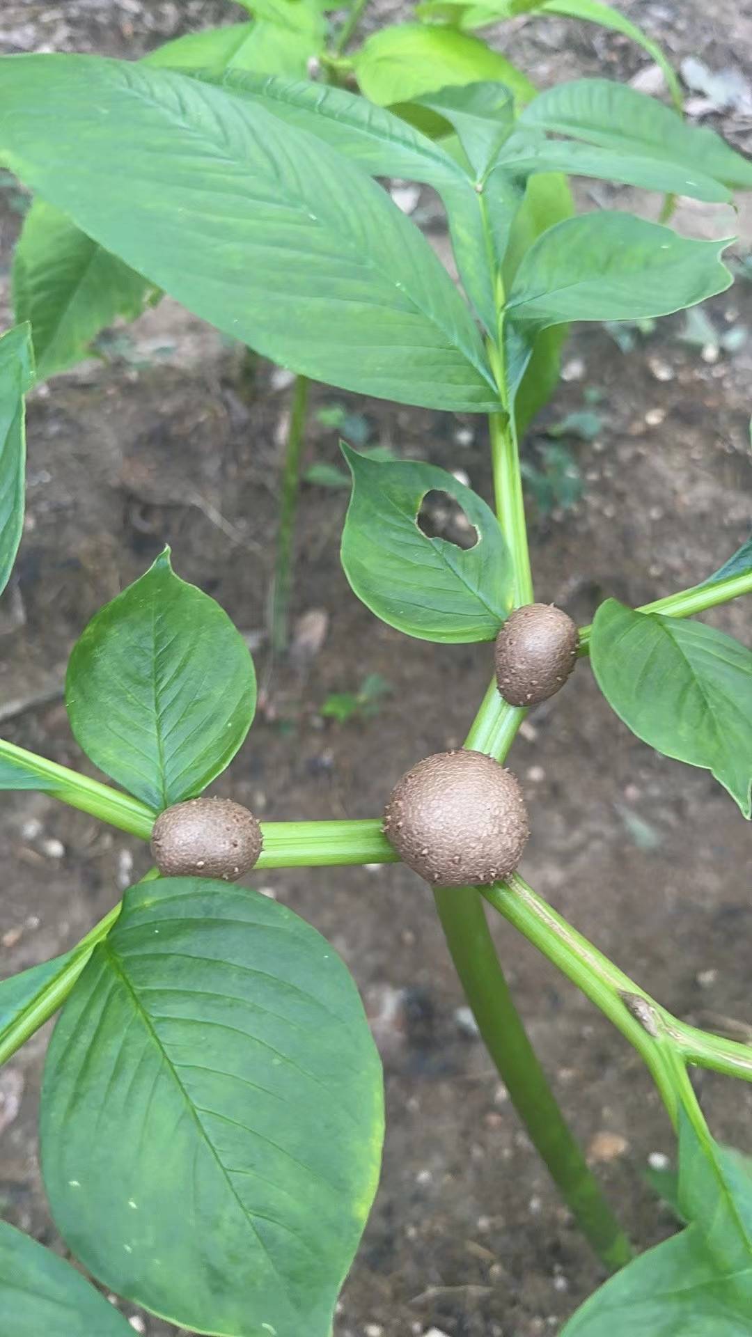 珠芽魔芋叶面果，果实饱满，大小匀称，有意者请联系2024