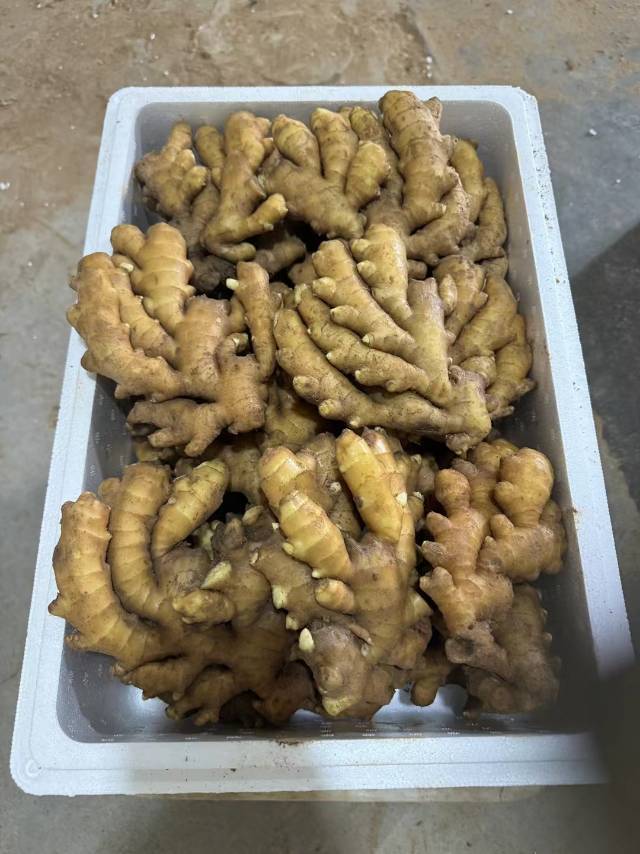 【山东日照大姜种植基地20252025666】鲜姜上市代