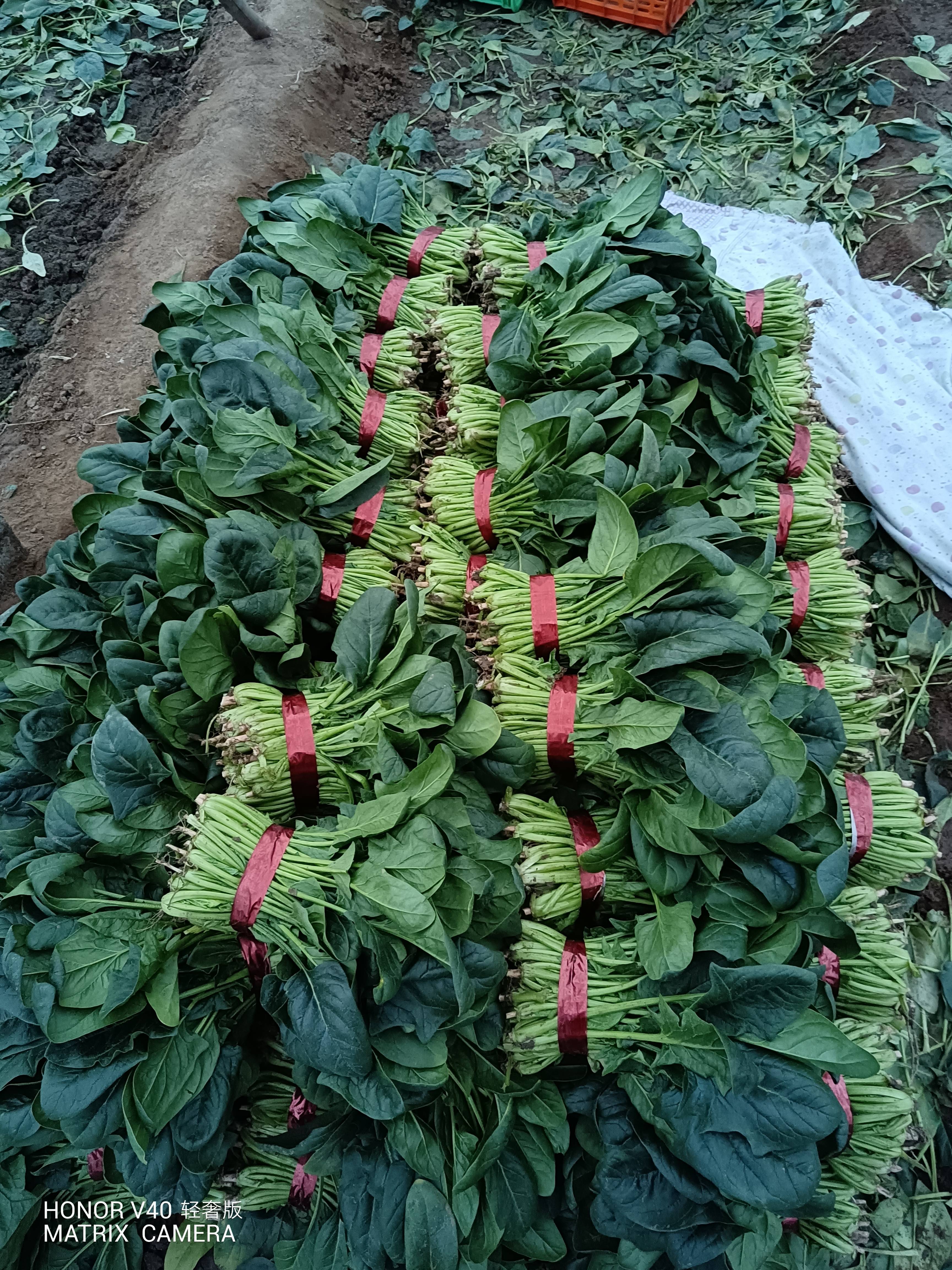 菠菜产地直供：量大品质好！