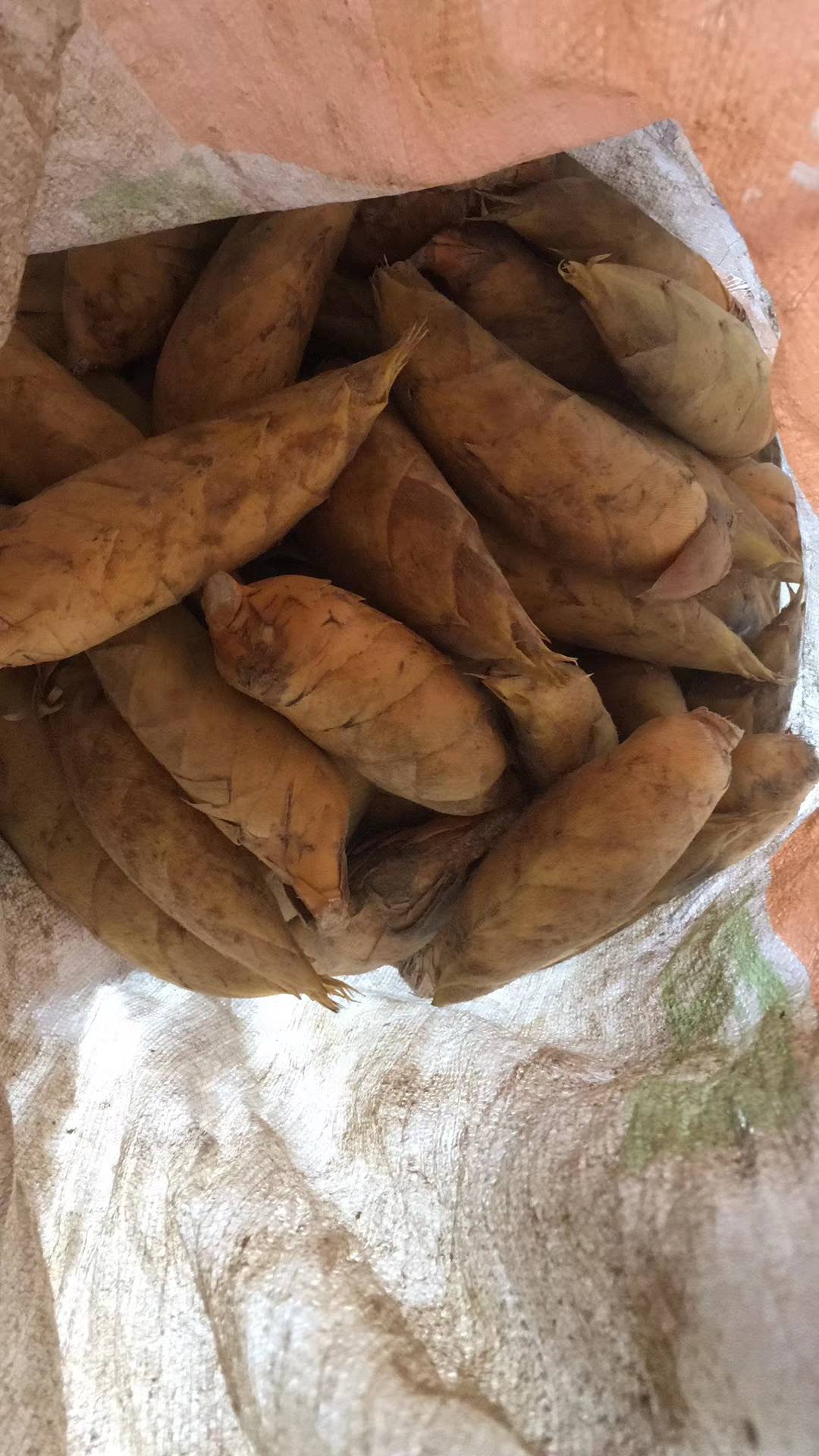大量供应竹笋有需要联