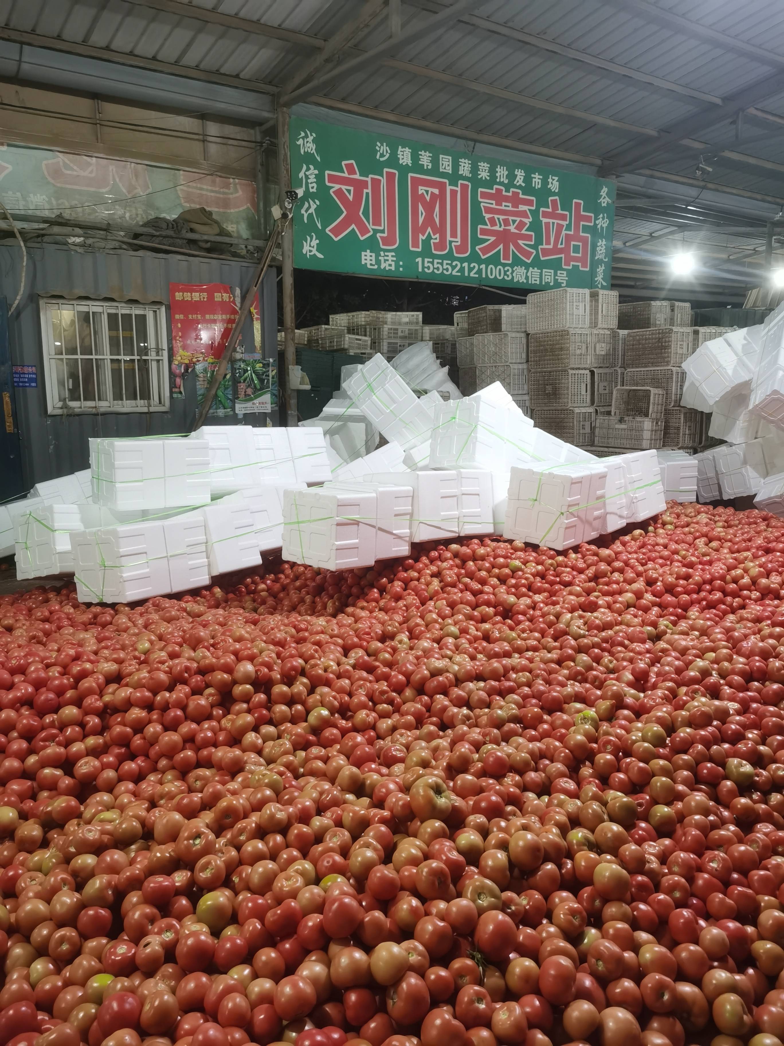 山东聊城蔬菜
硬粉西红柿大量供应
多种蔬菜配车，西红