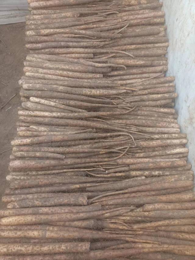 出售各种麻山药双棒棒药紫药白嘴20242024495
