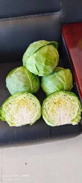 张家口坝上蔬菜种植基地大量供应甘蓝，货源充足保质保量