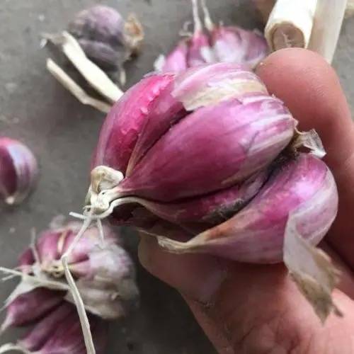 独头蒜种  大蒜种  大蒜市场批发  紫皮蒜  白皮蒜