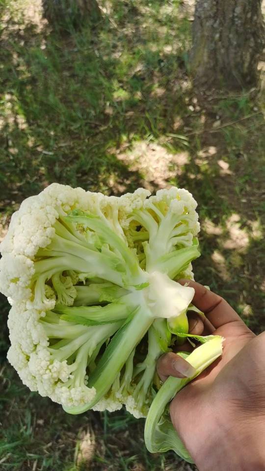 产区大量供应白面青梗小米散花有机花菜，专业的工人专业的采