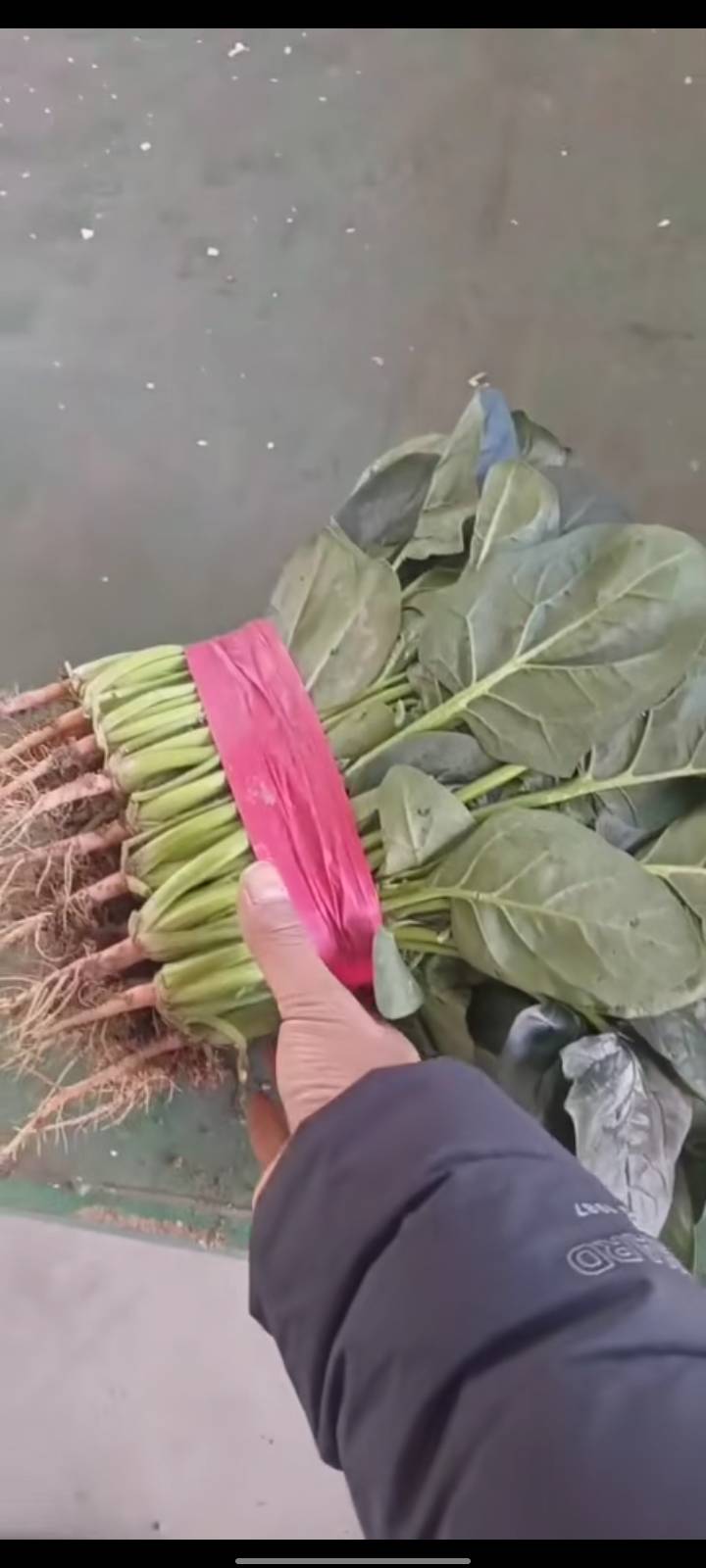 精品菠菜