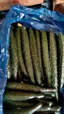 夏邑黄瓜大量供应中，需要货源的老板可以随时联系我。上货快