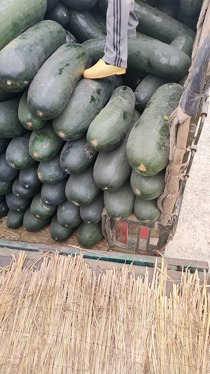 黑皮冬瓜