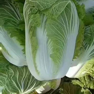 产区直供黄心白菜货源充足保质保量20252025161微