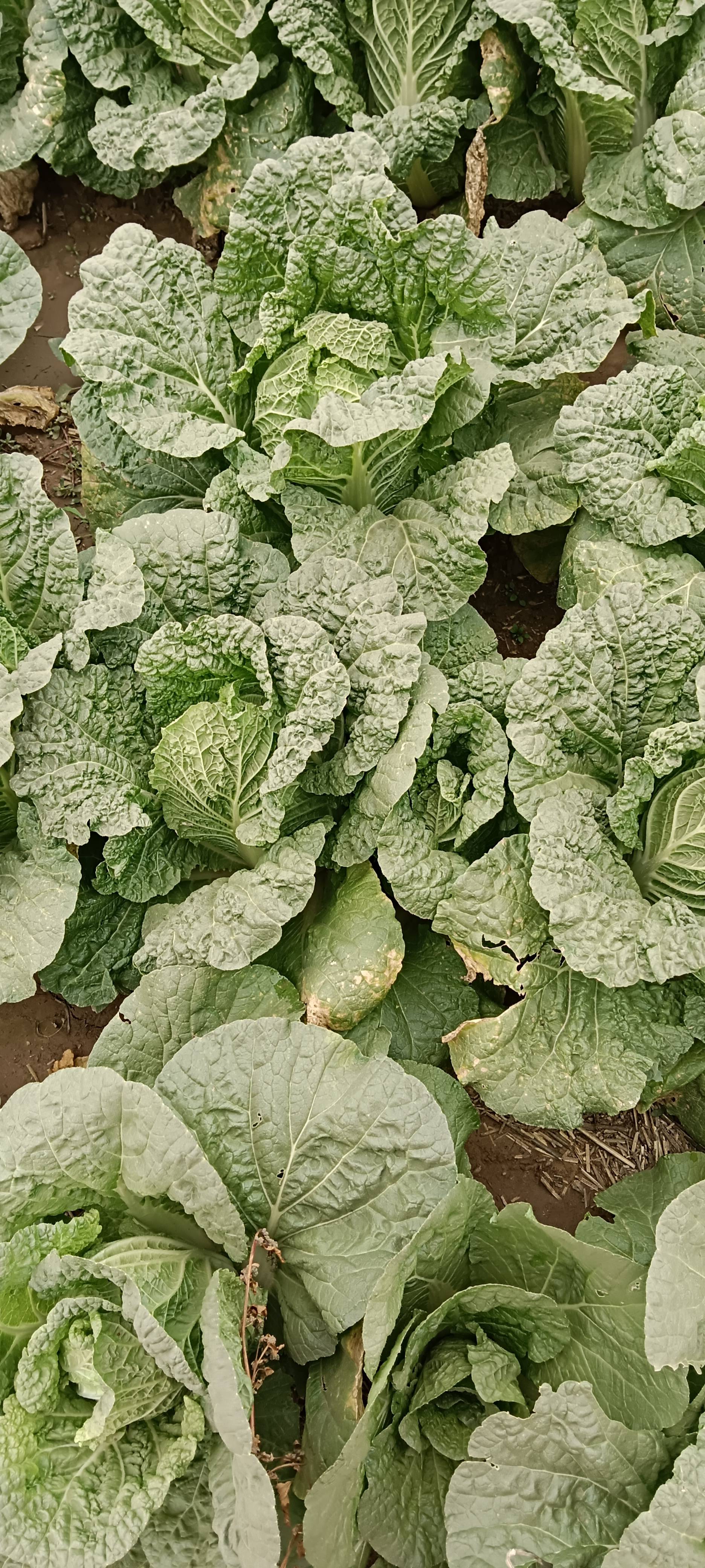 本地黄心娃娃菜已上市，外形好，菜心实，种植面积大，提供：