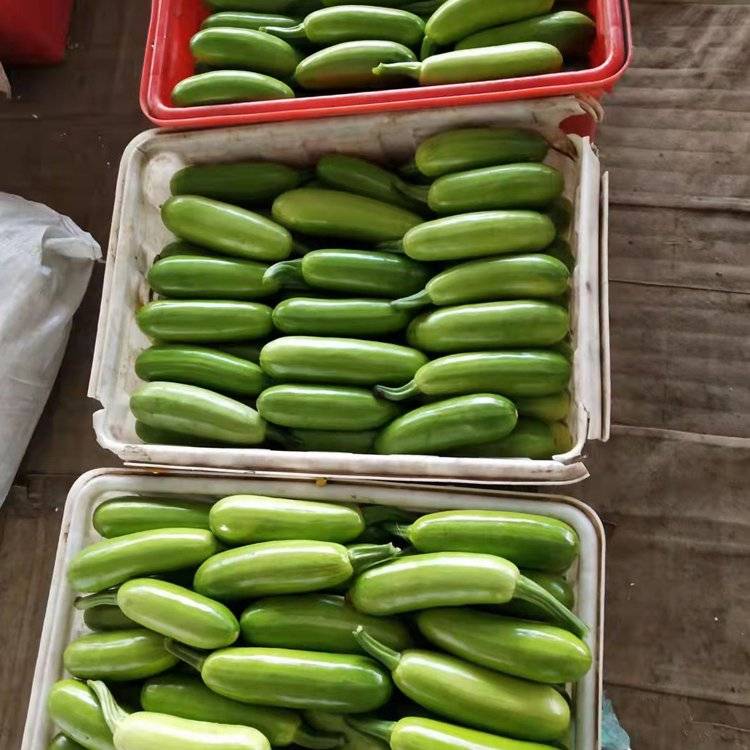山东费县西葫芦产地批发价格货源集中质量保证耐运输欢迎咨询