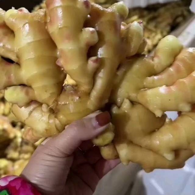 20252025663山东生姜产地常年供应生姜，高产姜种
