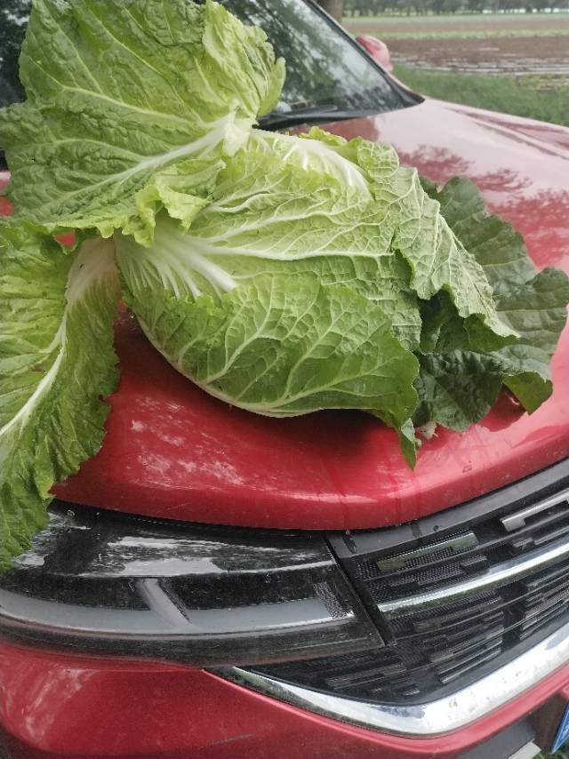 张家口坝上地区大白菜，娃娃菜，大量现货供应中，保证质量城
