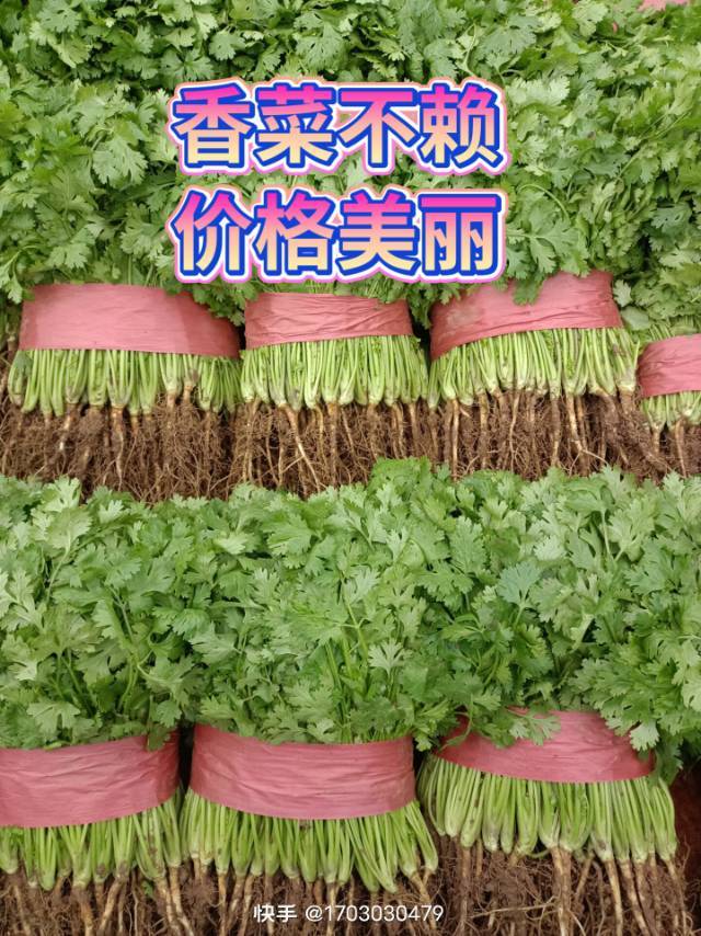 香菜、菠菜、油麦、小葱、生菜、有机花、西兰花、甘兰、大白