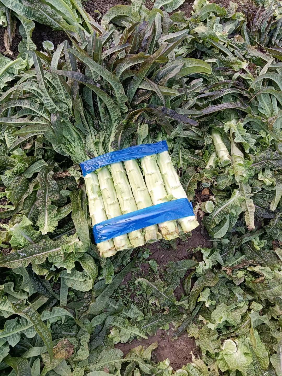 山东临沂沂南红叶莴笋产地一手货源大量有货