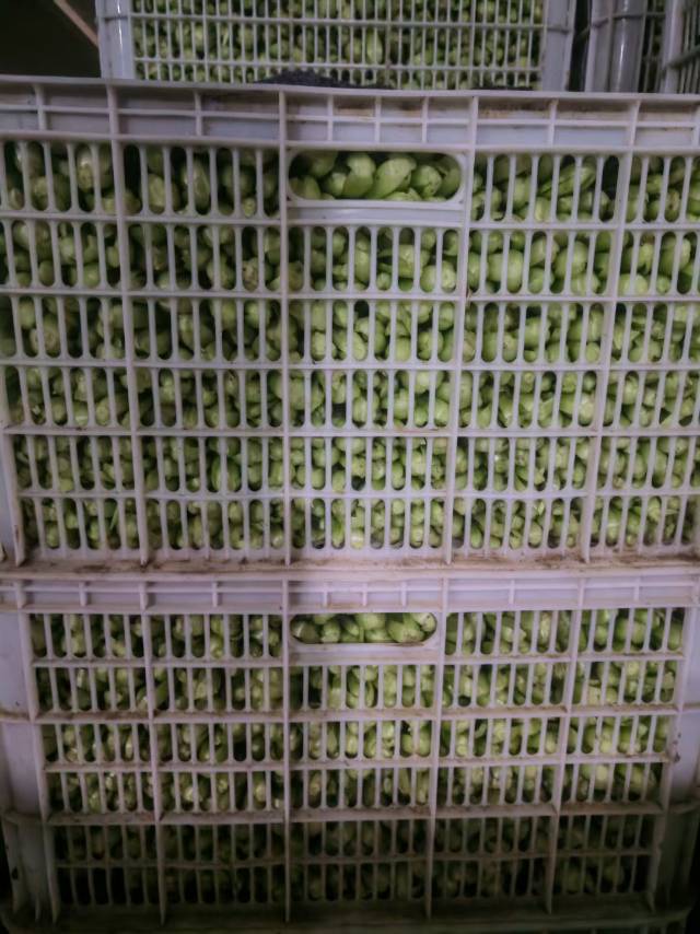 冷库直发大棚陆地蔬菜。