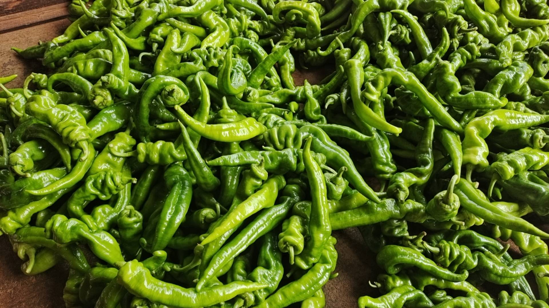 徐闻陇椒大量上已要的请联系我