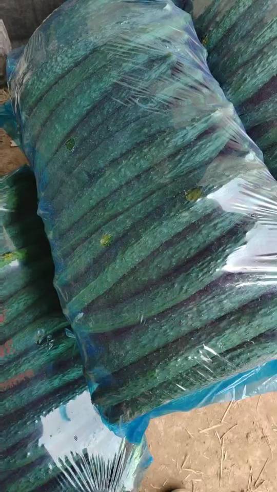夏邑黄瓜大量供应中，欢迎咨询选购。质量越来越好，价格越来
