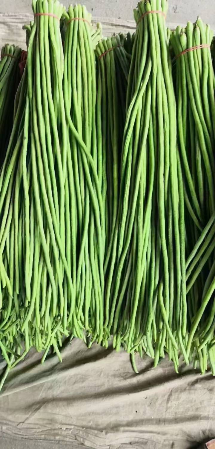 豇豆大量上市需要