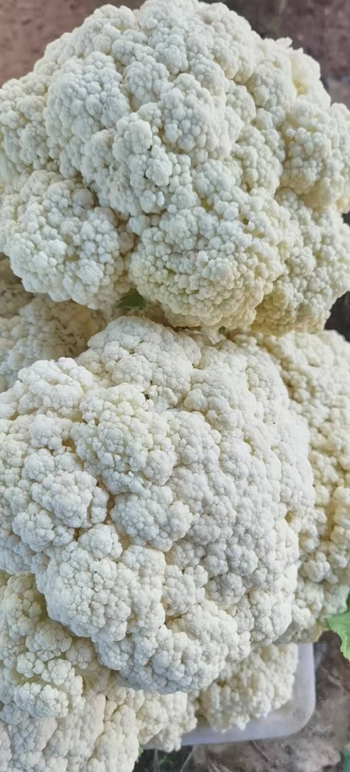 大量供应散花有需要联系我