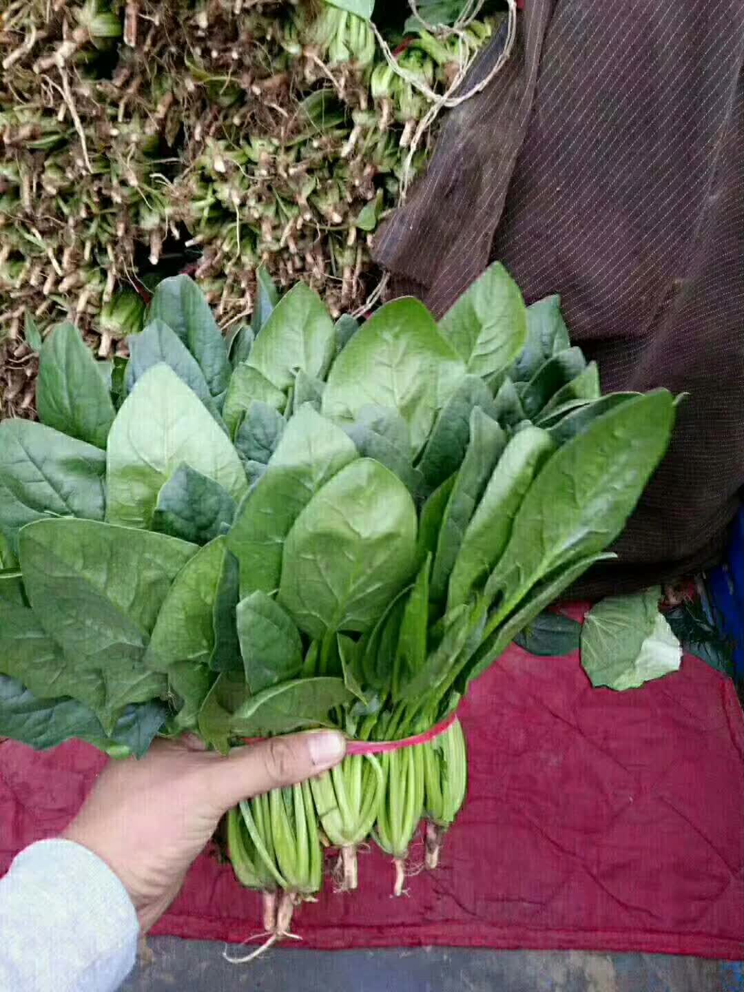 邯郸市永年县大叶菠菜大量上市中  有需要的朋友给我联系1