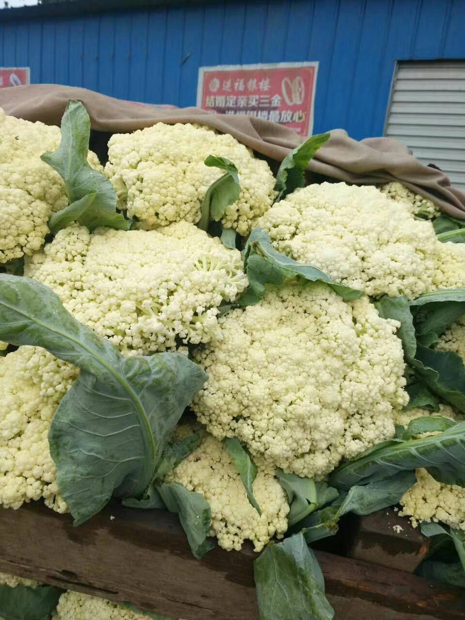 品质好，种植面大，当天收货当天发车，诚信经营，欢迎订购。