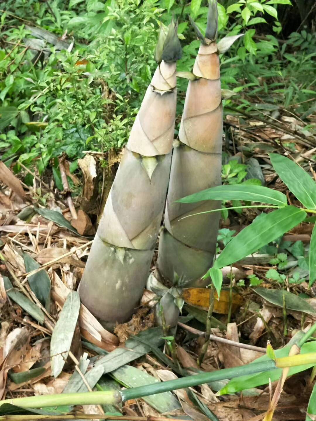 这是大山里的竹笋，各种纯天然特色粗笋丝、笋角、笋片、火锅