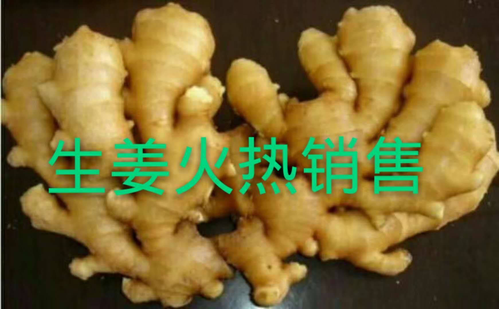 20242024444常年供应优质生姜 小黄姜  窖藏老