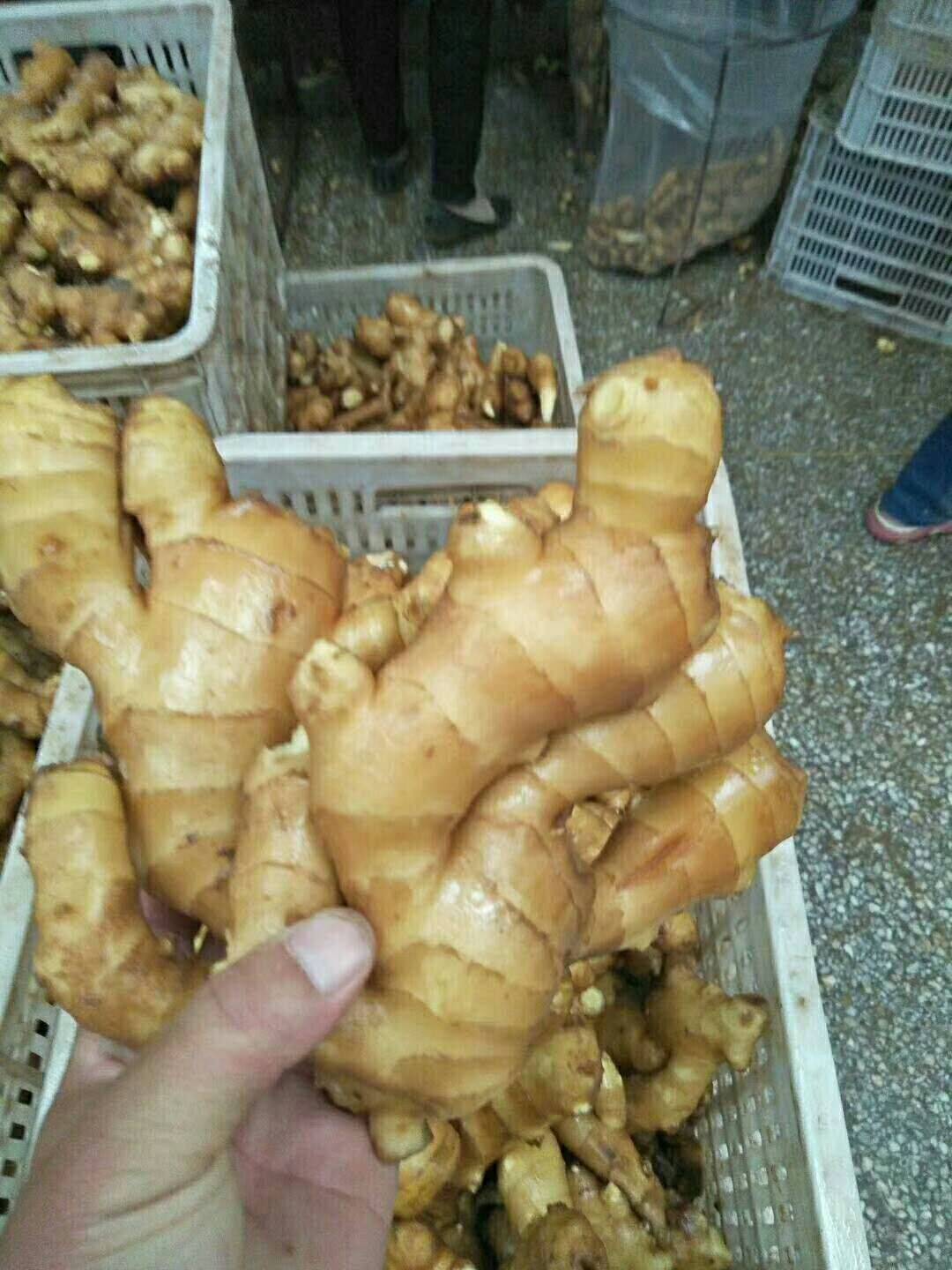 山东生姜种植产区20252025888常年批发生姜，大小