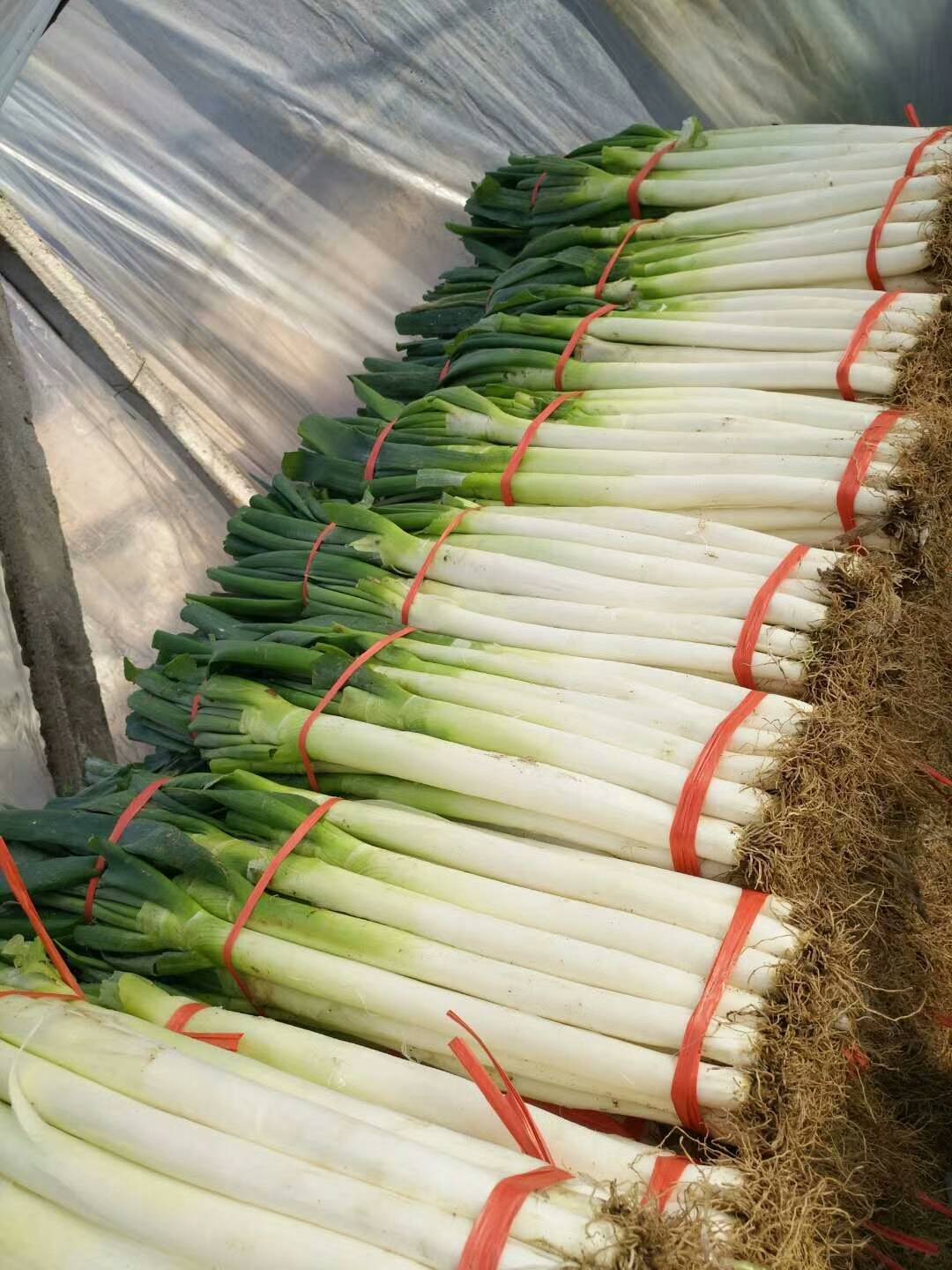 铁杆大葱大量求购。葱白长。粗度好。代发毛葱。加工净葱。